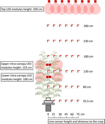 Frontiers | Consequences of intra-canopy and top LED lighting for